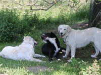 Puppys van Bliss040622-0158